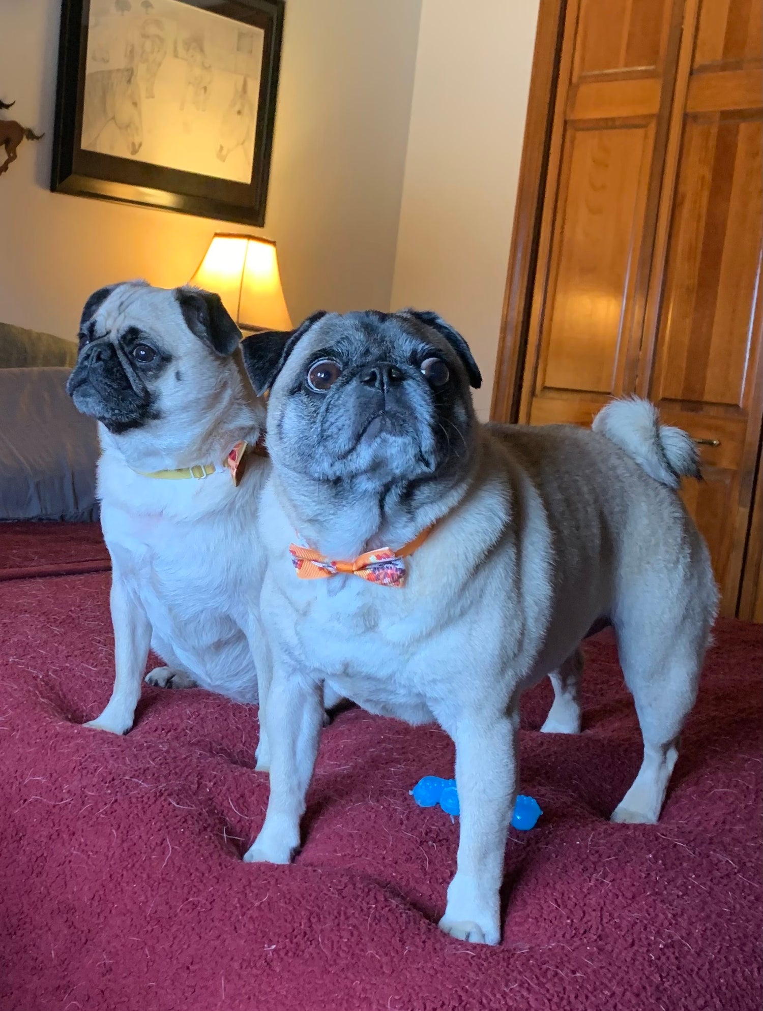 Pug Therapy session