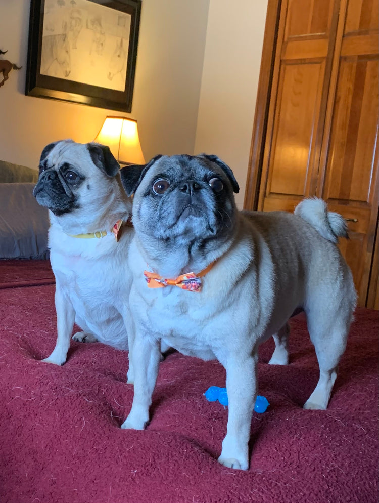 Pug Therapy session